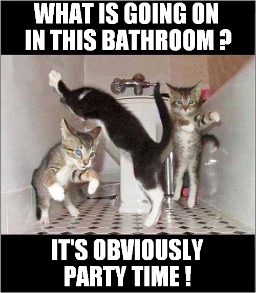 This Is The Place To Be ! | WHAT IS GOING ON 
IN THIS BATHROOM ? IT'S OBVIOUSLY PARTY TIME ! | image tagged in cats,dancing,party time | made w/ Imgflip meme maker