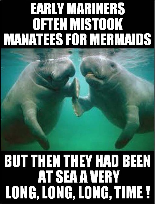 Short Sighted Seamen ! | EARLY MARINERS OFTEN MISTOOK MANATEES FOR MERMAIDS; BUT THEN THEY HAD BEEN
 AT SEA A VERY
LONG, LONG, LONG, TIME ! | image tagged in manatee,mermaid,desperate,sailors | made w/ Imgflip meme maker