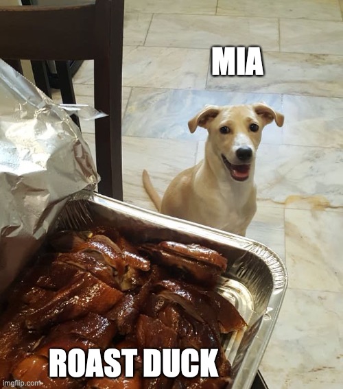 anticipation dog mia | MIA; ROAST DUCK | image tagged in anticipation dog mia | made w/ Imgflip meme maker