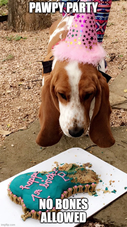 Pawpy Party | PAWPY PARTY; NO BONES ALLOWED | image tagged in birthday,dogs,cake,hat,celebrate | made w/ Imgflip meme maker