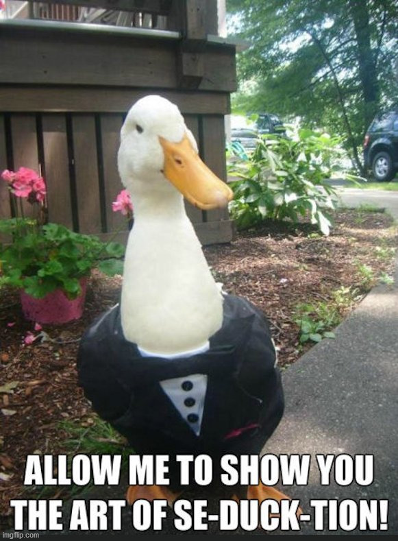image tagged in ducks | made w/ Imgflip meme maker