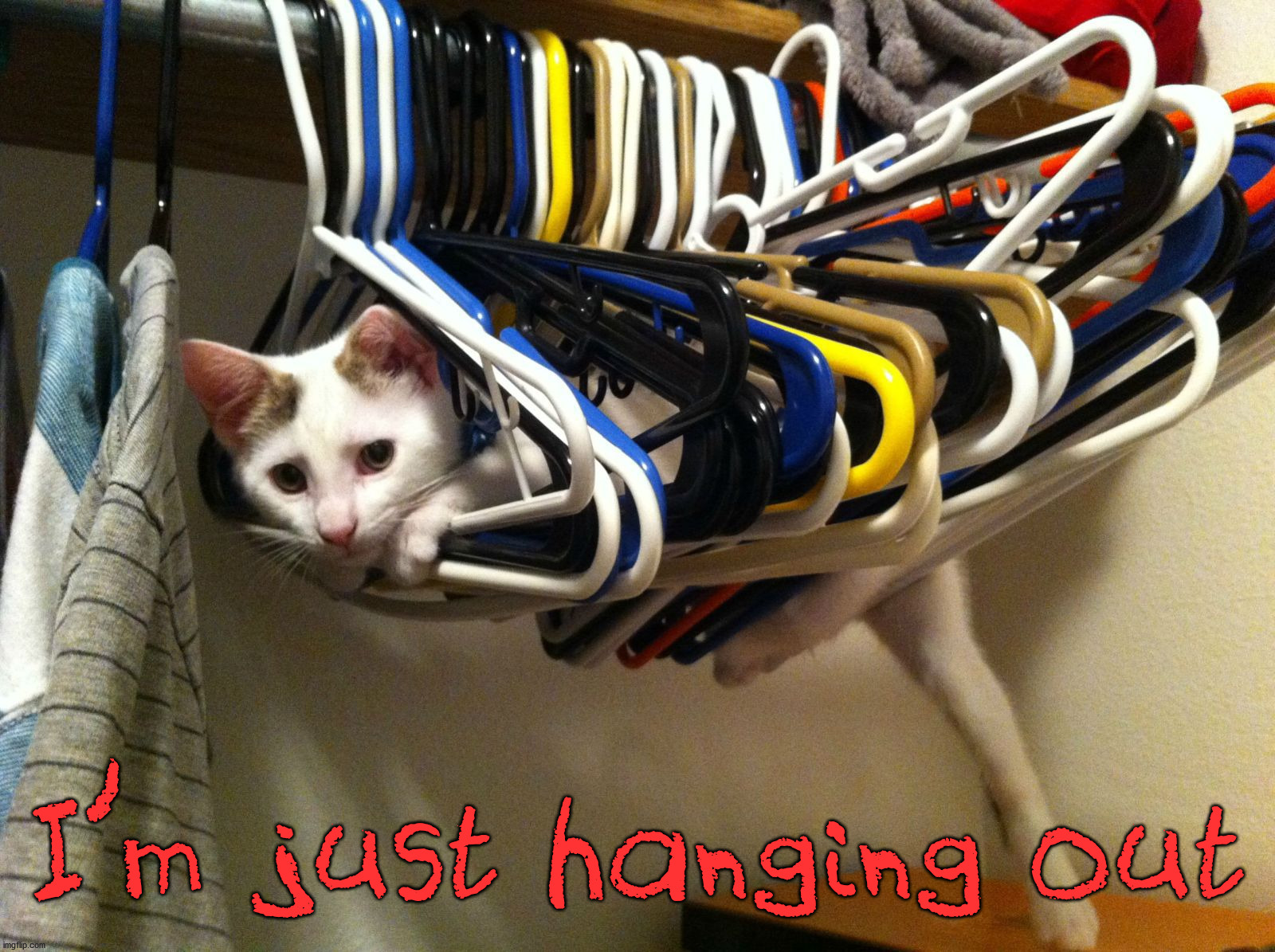 I'm just hanging out | image tagged in cats | made w/ Imgflip meme maker
