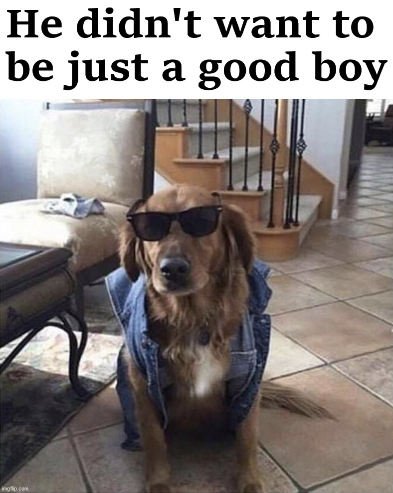 He didn't want to 
be just a good boy | image tagged in dogs | made w/ Imgflip meme maker