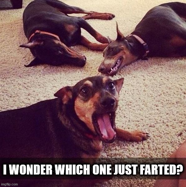 I WONDER WHICH ONE JUST FARTED? | image tagged in dogs | made w/ Imgflip meme maker