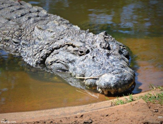 Crocodile | image tagged in crocodile | made w/ Imgflip meme maker