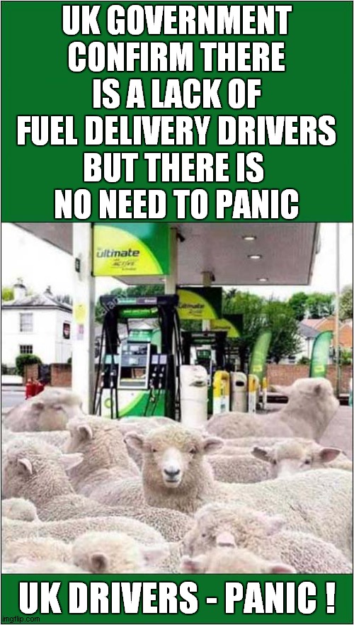 People Are Like Sheep ! | UK GOVERNMENT CONFIRM THERE IS A LACK OF
FUEL DELIVERY DRIVERS
BUT THERE IS 
NO NEED TO PANIC; UK DRIVERS - PANIC ! | image tagged in uk government,petrol,gas,panic buying,panic,like sheep | made w/ Imgflip meme maker