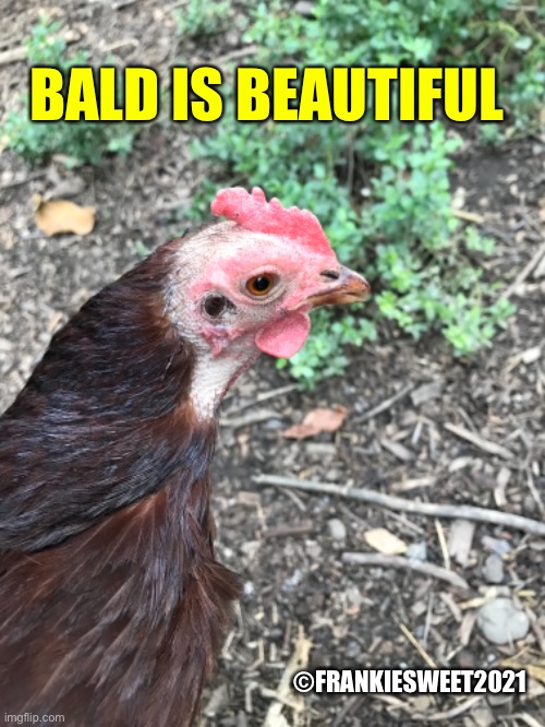 Bald is Beautiful | BALD IS BEAUTIFUL; ©FRANKIESWEET2021 | image tagged in bald,hair,chicken,comb,hairstyle,beauty | made w/ Imgflip meme maker