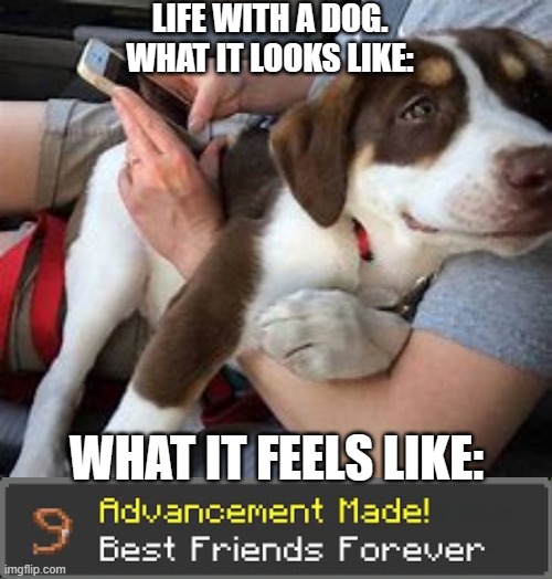 Dogs are great pets | LIFE WITH A DOG.
WHAT IT LOOKS LIKE:; WHAT IT FEELS LIKE: | image tagged in minecraft,dogs,pets,advancement made,best friends forever | made w/ Imgflip meme maker