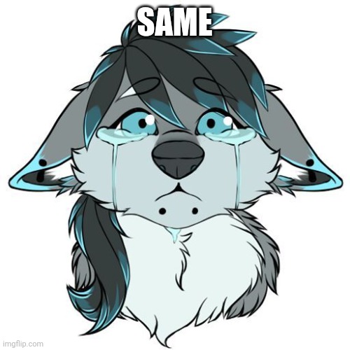 Sad Furry | SAME | image tagged in sad furry | made w/ Imgflip meme maker