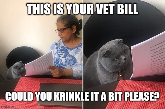 Woman showing paper to cat | THIS IS YOUR VET BILL; COULD YOU KRINKLE IT A BIT PLEASE? | image tagged in woman showing paper to cat | made w/ Imgflip meme maker