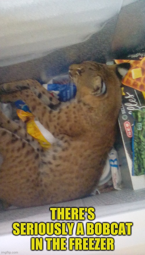 bobcat in the freezer | THERE'S SERIOUSLY A BOBCAT IN THE FREEZER | image tagged in bobcat in the freezer | made w/ Imgflip meme maker