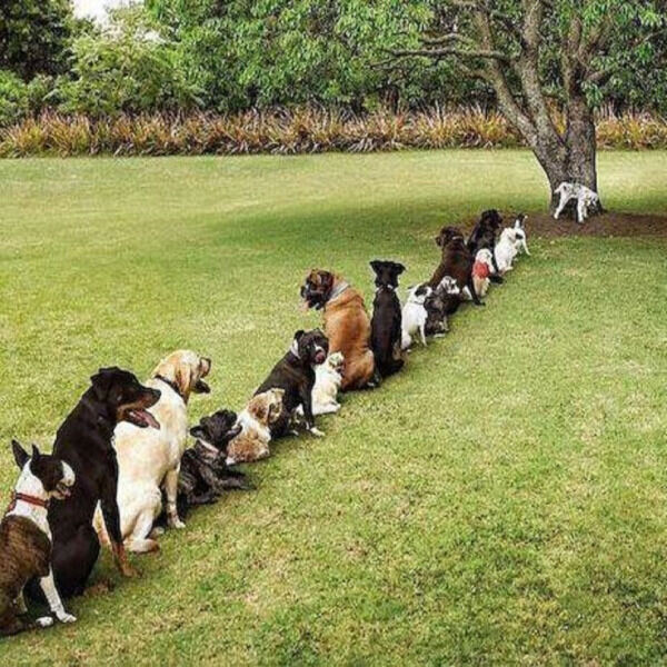 Dogs lined up to pee Blank Meme Template