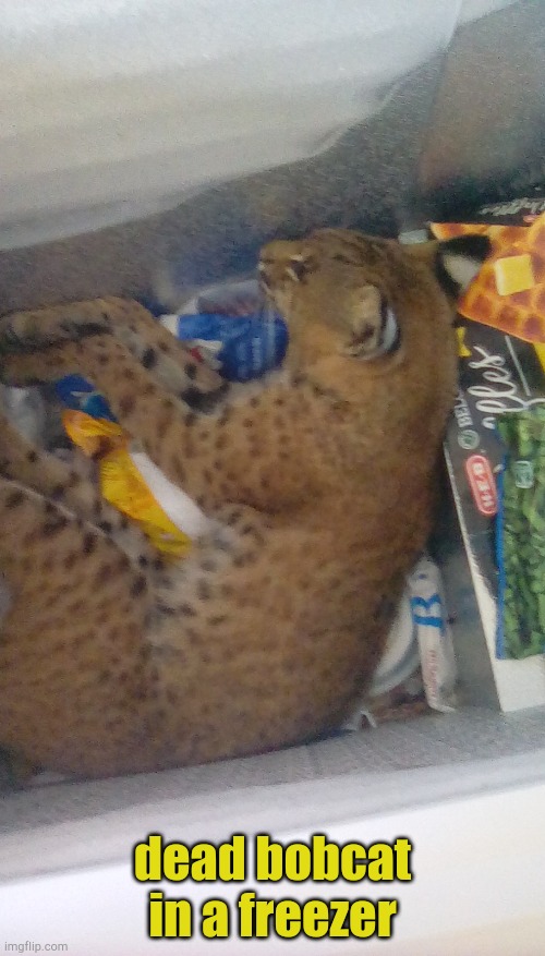 bobcat in the freezer | dead bobcat in a freezer | image tagged in bobcat in the freezer | made w/ Imgflip meme maker