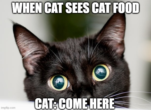 cat food | WHEN CAT SEES CAT FOOD; CAT: COME HERE | image tagged in cat | made w/ Imgflip meme maker