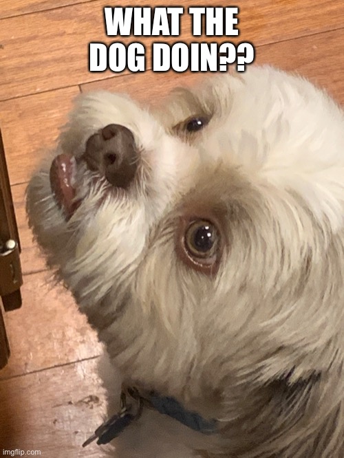 What The Dog Doin | WHAT THE DOG DOIN?? | image tagged in pog | made w/ Imgflip meme maker