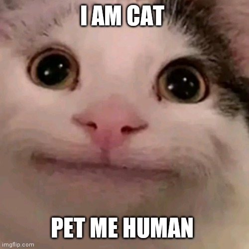 Pet mr | I AM CAT; PET ME HUMAN | image tagged in beluga,memes,funny,funny memes,cats,oh wow are you actually reading these tags | made w/ Imgflip meme maker