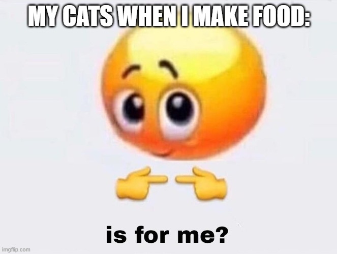 Cats (MEOW) |  MY CATS WHEN I MAKE FOOD: | image tagged in is it for me,memes,cats | made w/ Imgflip meme maker