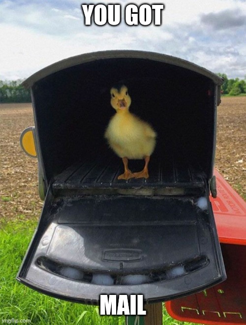 THAT DUCK USES DUCKDUCKGO | YOU GOT; MAIL | image tagged in duck,ducks,duckling | made w/ Imgflip meme maker