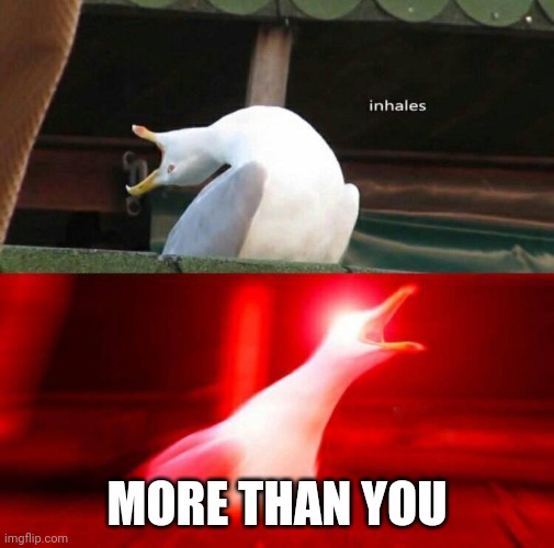 Inhaling Seagull  | MORE THAN YOU | image tagged in inhaling seagull | made w/ Imgflip meme maker