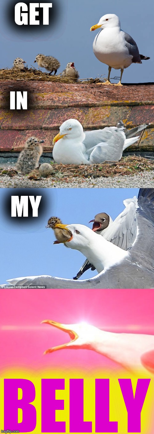 GET BELLY IN MY | image tagged in inhaling seagull reply | made w/ Imgflip meme maker