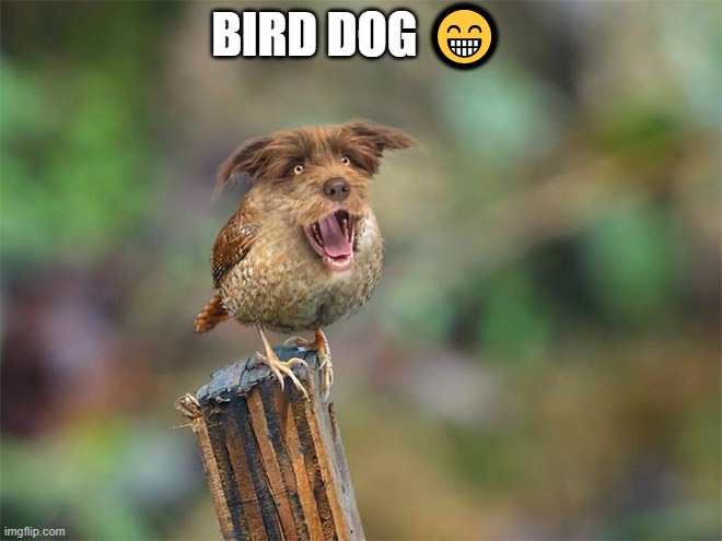 BIRD DOG 😁 | made w/ Imgflip meme maker
