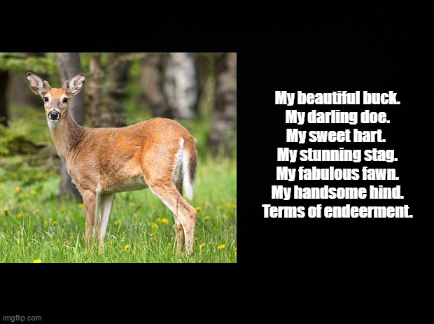 Terms of Endeerment | My beautiful buck.
My darling doe.
My sweet hart. 
My stunning stag.
My fabulous fawn.
My handsome hind.
Terms of endeerment. | image tagged in deer,pun | made w/ Imgflip meme maker