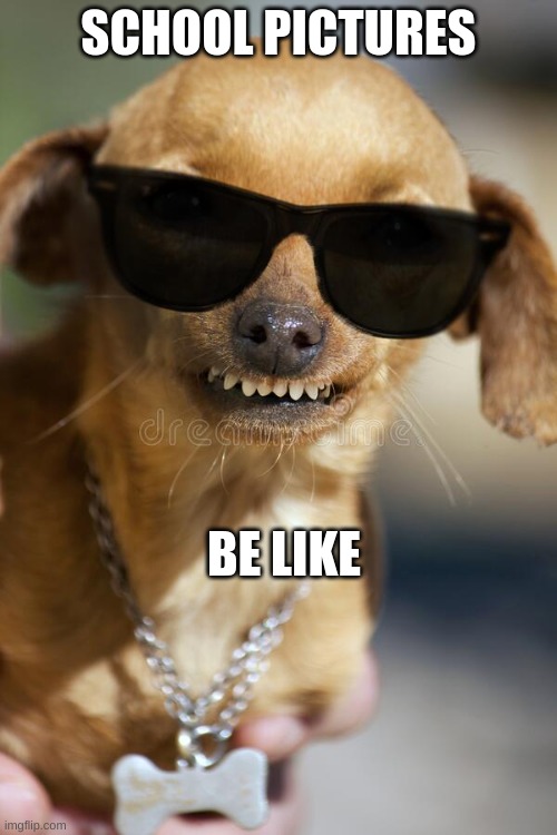 kool doge | SCHOOL PICTURES; BE LIKE | image tagged in funny,new meme | made w/ Imgflip meme maker