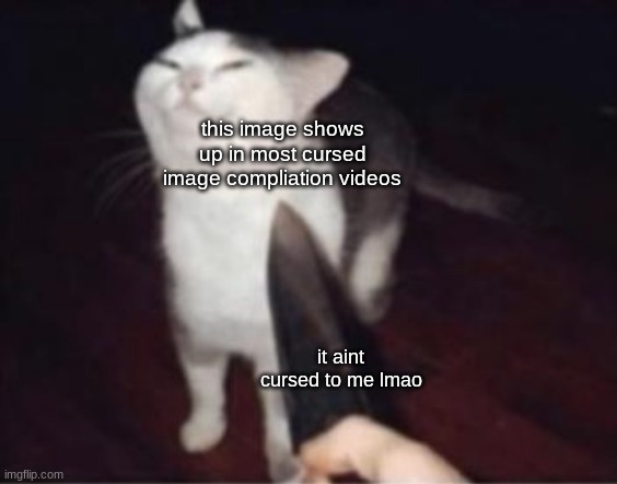 like, what's the cursed part in it? | this image shows up in most cursed image compliation videos; it aint cursed to me lmao | image tagged in smug cat and the knife | made w/ Imgflip meme maker