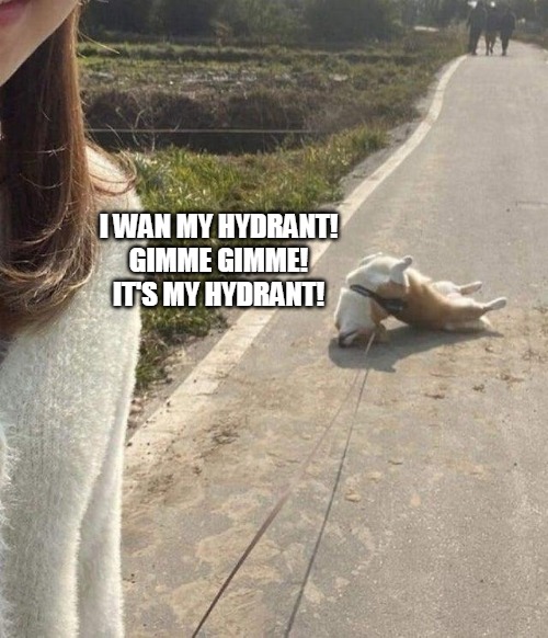 Remper Rantrum | I WAN MY HYDRANT!
GIMME GIMME!
IT'S MY HYDRANT! | image tagged in meme,memes,dog,dogs,tantrum | made w/ Imgflip meme maker