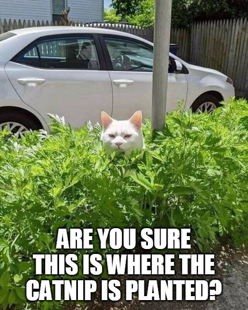 ARE YOU SURE THIS IS WHERE THE CATNIP IS PLANTED? | image tagged in meme,memes,cat,cats | made w/ Imgflip meme maker