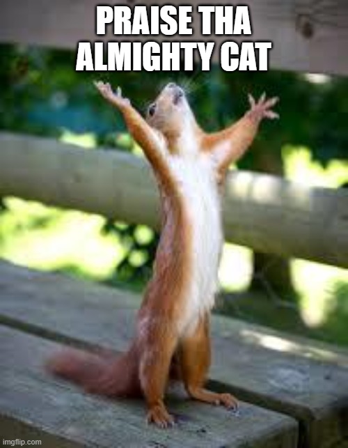 Praise Squirrel | PRAISE THA ALMIGHTY CAT | image tagged in praise squirrel | made w/ Imgflip meme maker