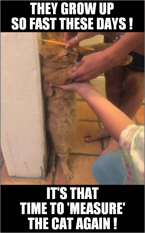 Cat People .... | THEY GROW UP SO FAST THESE DAYS ! IT'S THAT TIME TO 'MEASURE' THE CAT AGAIN ! | image tagged in cats | made w/ Imgflip meme maker