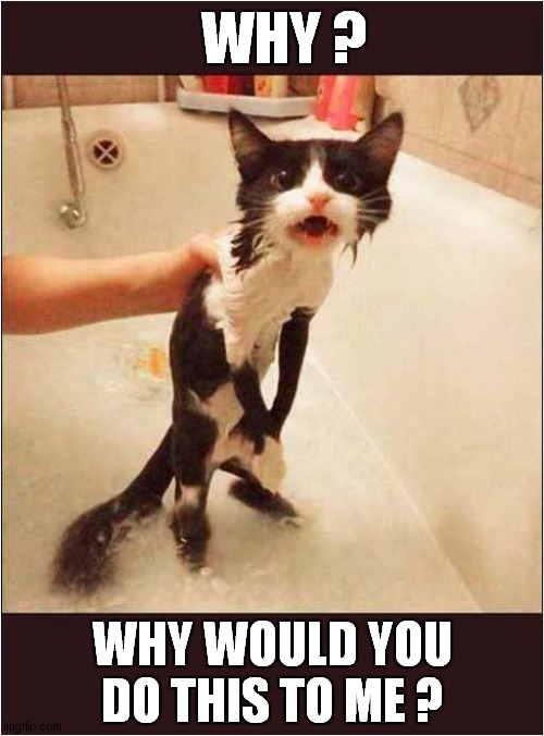 What Have I Done To Deserve This ? | WHY ? WHY WOULD YOU DO THIS TO ME ? | image tagged in cats,questions,bath time | made w/ Imgflip meme maker
