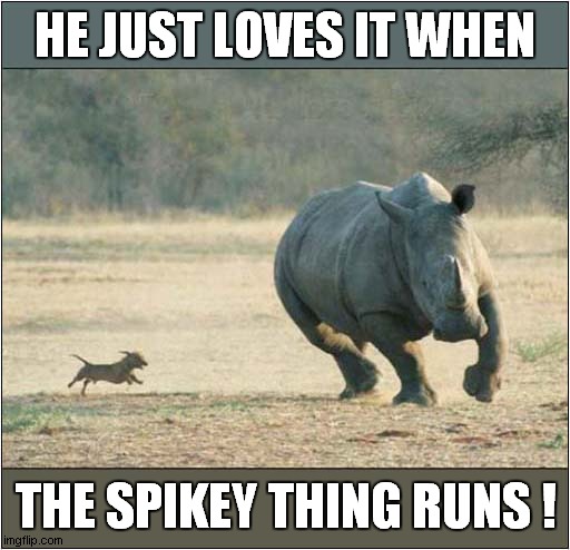 Dog Vs Rhino ! | HE JUST LOVES IT WHEN; THE SPIKEY THING RUNS ! | image tagged in dogs,chase,rhino | made w/ Imgflip meme maker