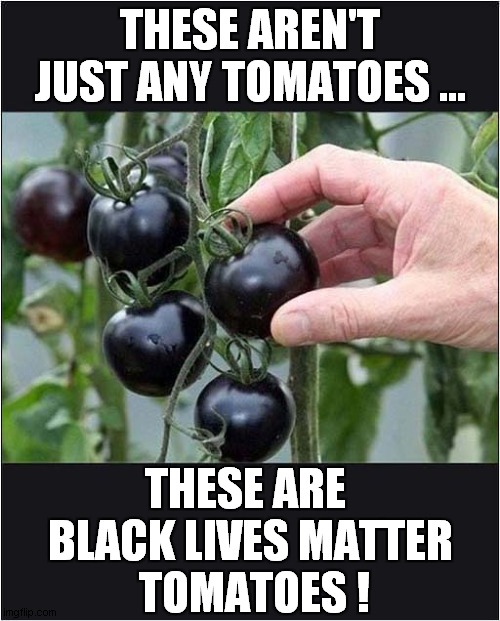Because ... | THESE AREN'T JUST ANY TOMATOES ... THESE ARE 
BLACK LIVES MATTER
 TOMATOES ! | image tagged in tomatoes,blm,dark humour | made w/ Imgflip meme maker