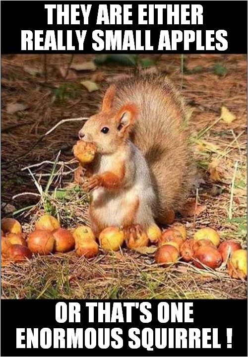 A Question Of Scale ? |  THEY ARE EITHER REALLY SMALL APPLES; OR THAT'S ONE ENORMOUS SQUIRREL ! | image tagged in fun,squirrel,size matters,scale | made w/ Imgflip meme maker