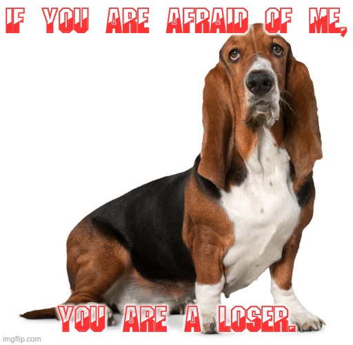 The Basset Hound Speaks | IF YOU ARE AFRAID OF ME, YOU ARE A LOSER. | image tagged in basset hound,fear of dogs,loser,memes,funny animals,funny memes | made w/ Imgflip meme maker