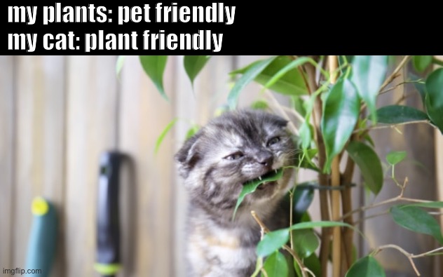 my plants: pet friendly; my cat: plant friendly | image tagged in plants,funny cats,cats | made w/ Imgflip meme maker