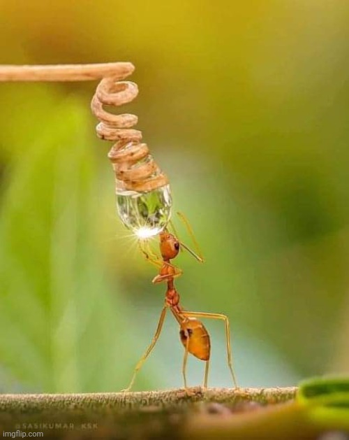 Ant drinking dewdrop | image tagged in ants,awesome,photography,insects | made w/ Imgflip meme maker