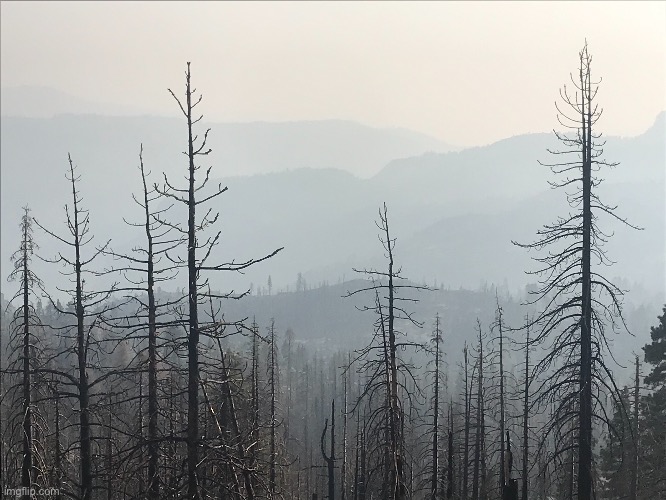 Forest after fire in Kennedy Meadows | made w/ Imgflip meme maker