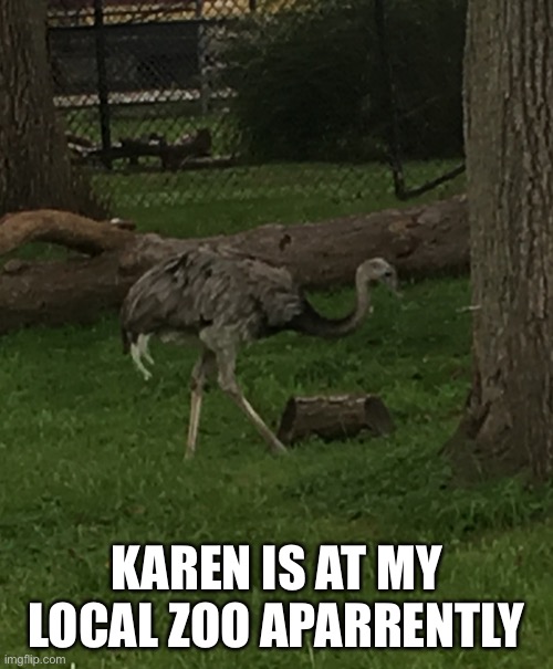https://youtu.be/UiZG68Qe5Ow If you don’t understand | KAREN IS AT MY LOCAL ZOO APARRENTLY | made w/ Imgflip meme maker