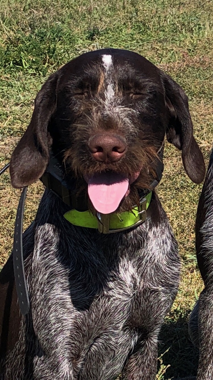 High Quality Laughing dog Blank Meme Template