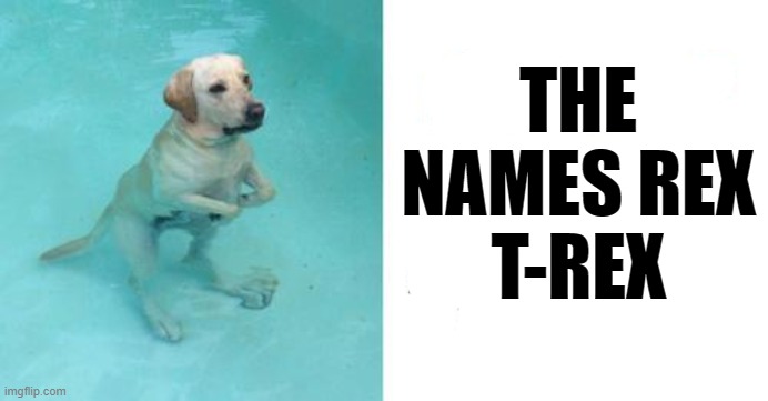 T-REX | THE NAMES REX
T-REX | image tagged in dog standing in water,t-rex | made w/ Imgflip meme maker