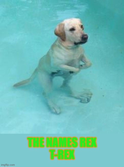 T-REX | THE NAMES REX
T-REX | image tagged in dog,water,t-rex | made w/ Imgflip meme maker