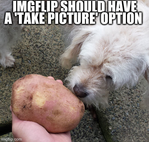 Or not ? | IMGFLIP SHOULD HAVE A 'TAKE PICTURE' OPTION | image tagged in bean,ideas,potato | made w/ Imgflip meme maker