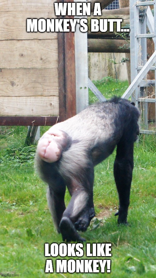 Monkey Butt | WHEN A MONKEY'S BUTT... LOOKS LIKE A MONKEY! | image tagged in monkey,colchester zoo | made w/ Imgflip meme maker