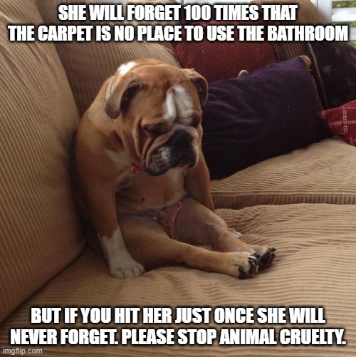 bulldogsad | SHE WILL FORGET 100 TIMES THAT THE CARPET IS NO PLACE TO USE THE BATHROOM; BUT IF YOU HIT HER JUST ONCE SHE WILL NEVER FORGET. PLEASE STOP ANIMAL CRUELTY. | image tagged in bulldogsad | made w/ Imgflip meme maker