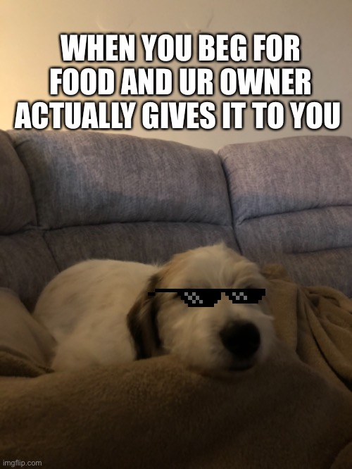 WHEN YOU BEG FOR FOOD AND UR OWNER ACTUALLY GIVES IT TO YOU | made w/ Imgflip meme maker