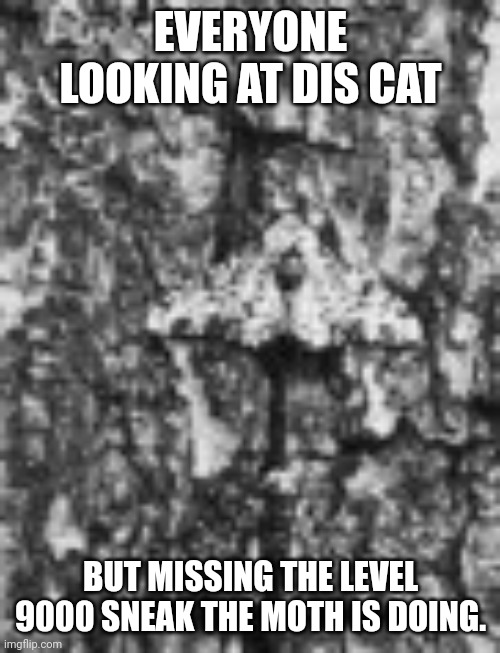 EVERYONE LOOKING AT DIS CAT BUT MISSING THE LEVEL 9000 SNEAK THE MOTH IS DOING. | made w/ Imgflip meme maker