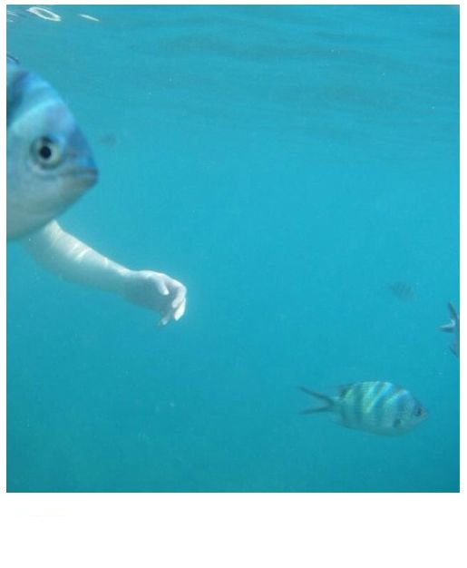 Dad fish Blank Meme Template